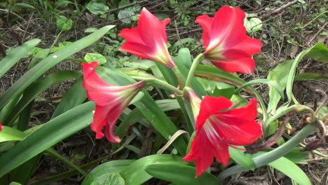 Комбинируя изображения самых красивых красных лилий