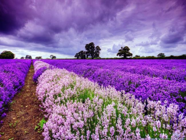 Foto ladang lavender yang indah 