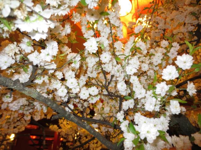 Resumo das mais belas flores de damasco brancas