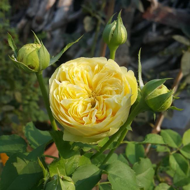 Beberapa gambar indah mawar catalina