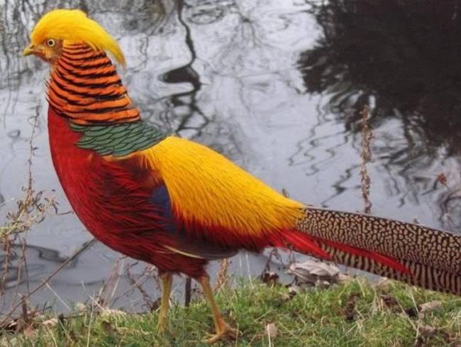 गोल्डन तीतर की छवि - दुनिया में सबसे सुंदर पक्षी