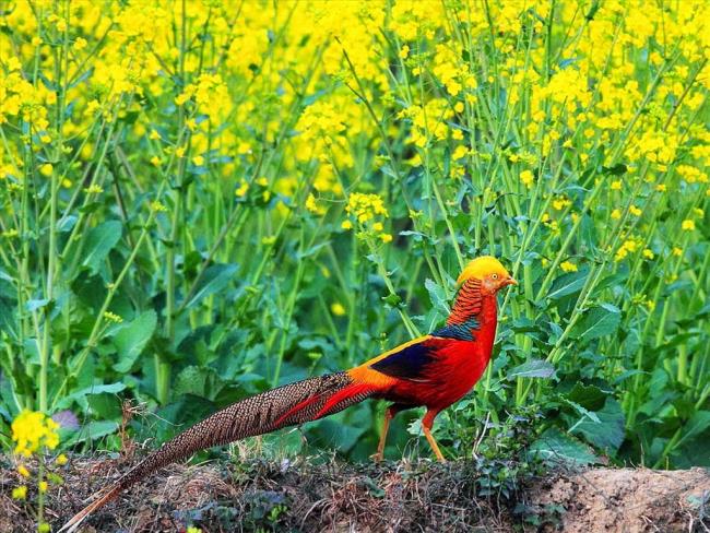Goldenes Fasanenbild - Top schönsten Vögel der Welt
