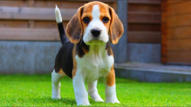 Colecție de cele mai frumoase imagini Beagle