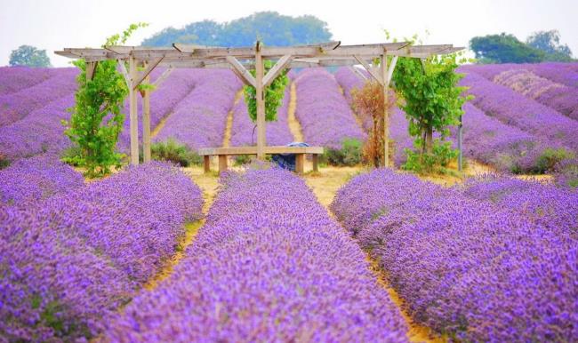Foto's prachtige lavendelvelden 