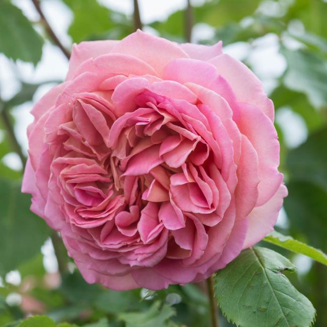 Beberapa foto indah tentang mawar Yobel