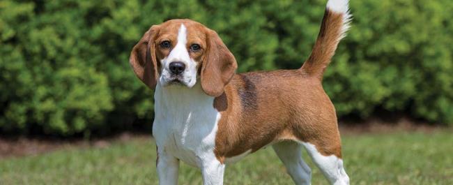 Koleksi gambar Beagle paling indah