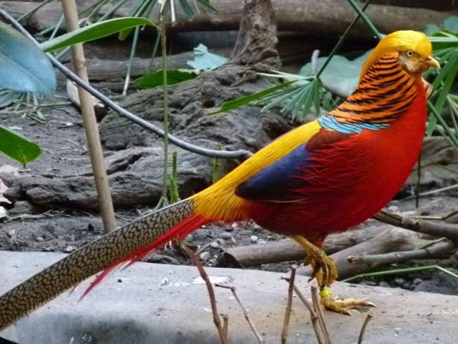 गोल्डन तीतर की छवि - दुनिया में सबसे सुंदर पक्षी