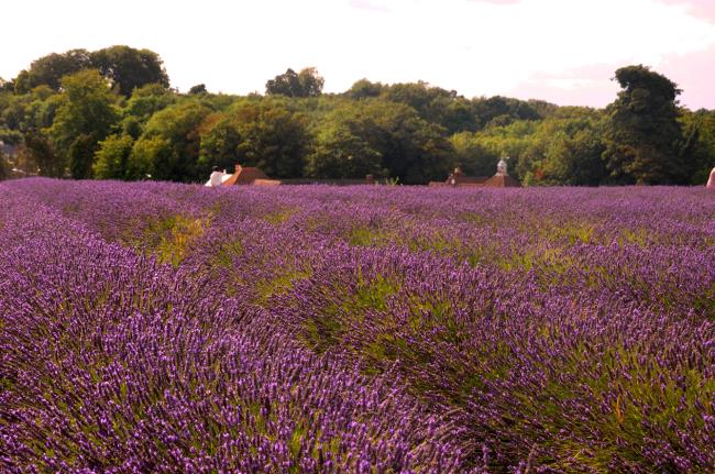 Foto ladang lavender yang indah 