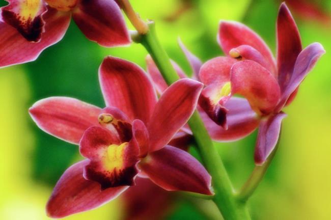 Combining images of the most beautiful Cymbidium orchids