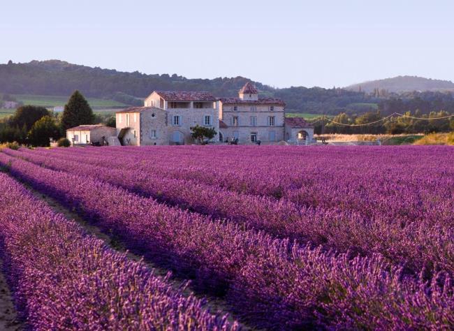 Photos beautiful lavender fields 