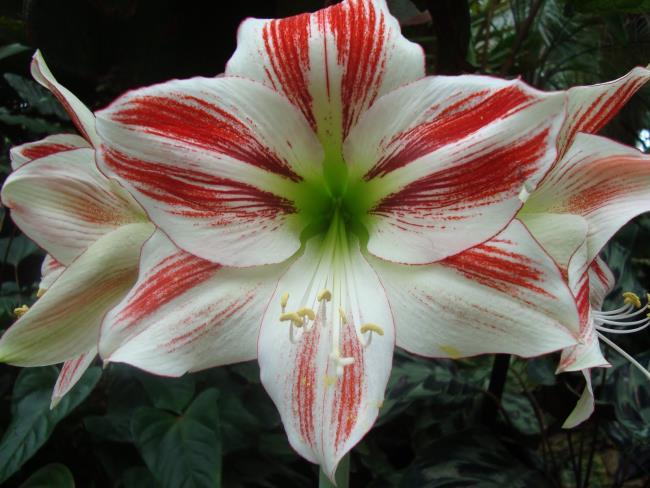 Combining images of the most beautiful red lilies