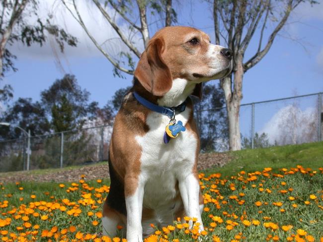 Collection des plus belles images Beagle