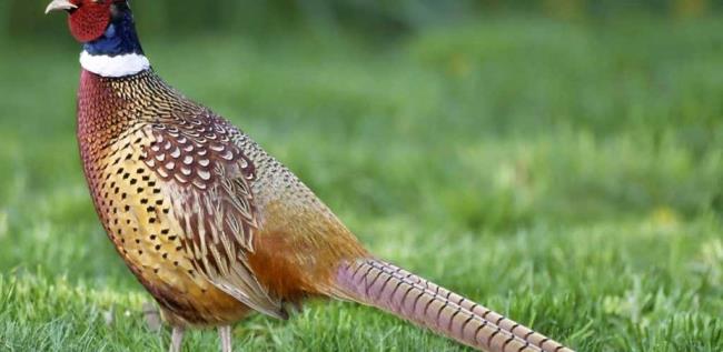 Golden pheasant image - Burung paling indah di dunia