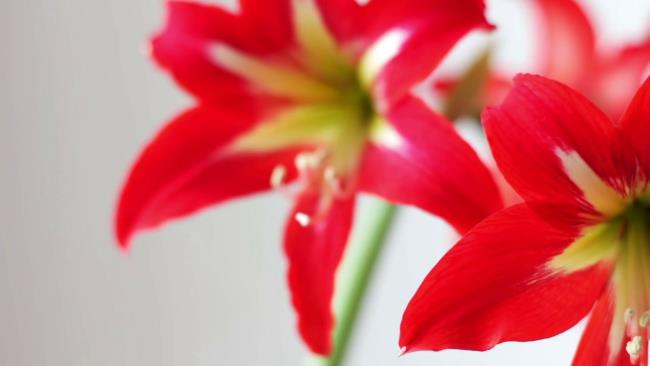 Combining images of the most beautiful red lilies