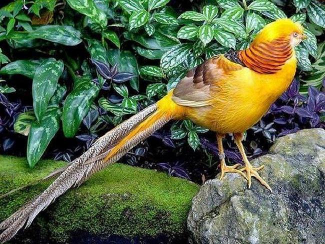 Goudfazantbeeld - Top mooiste vogels ter wereld