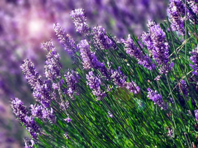 Gambar ungu lavender yang indah 