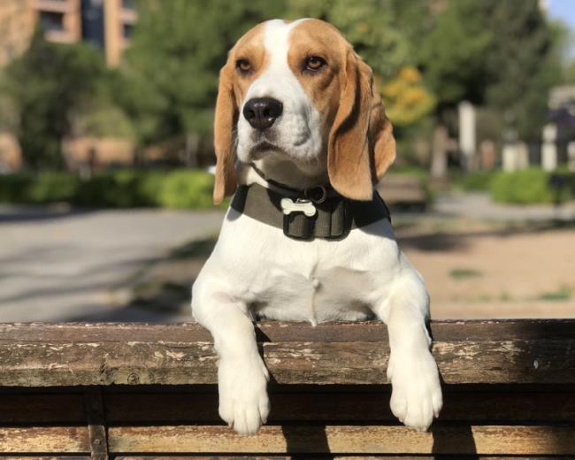 Sammlung der schönsten Beagle-Bilder