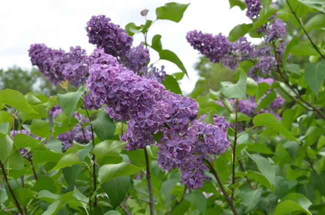 Combining images of the most beautiful lilac flowers