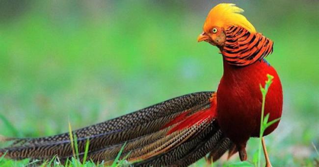 Goudfazantbeeld - Top mooiste vogels ter wereld