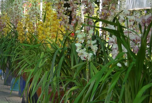 En güzel Cymbidium orkide görüntülerini birleştirmek