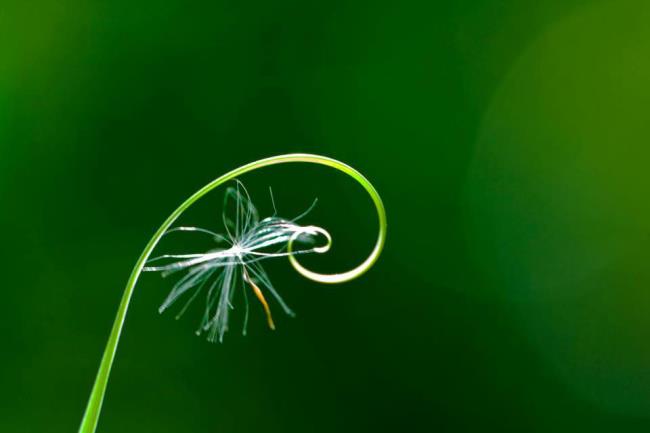 Zusammenfassung der schönen Bilder von grünen Knospen, aus denen Knospen sprießen