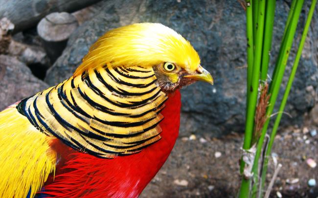 Altın sülün görüntü - dünyanın en güzel kuşları