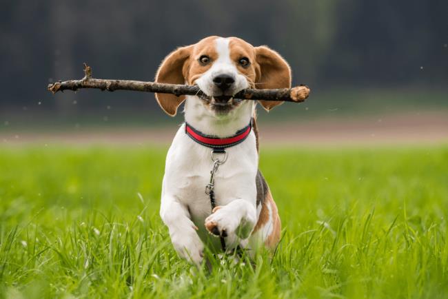 Collection of the most beautiful Beagle images