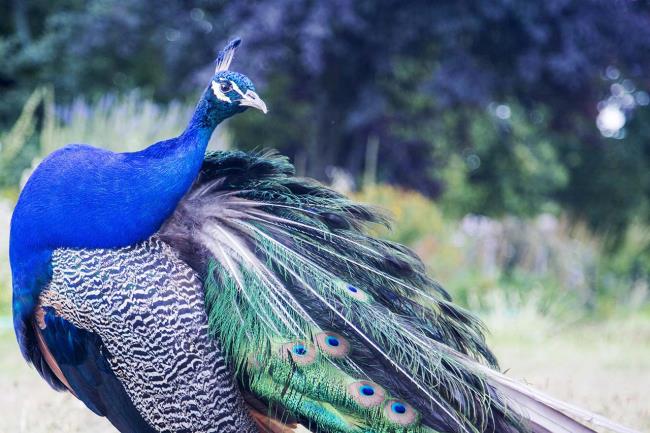 Pfauenbilder - Top schönsten Vögel der Welt