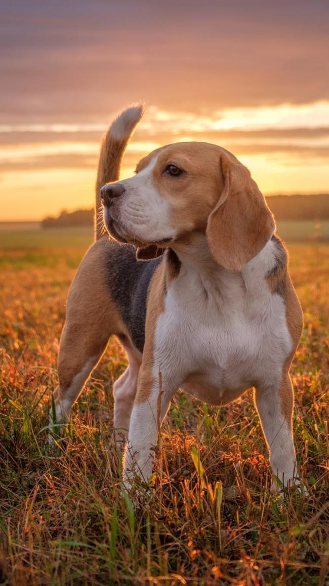مجموعه ای از زیباترین تصاویر Beagle