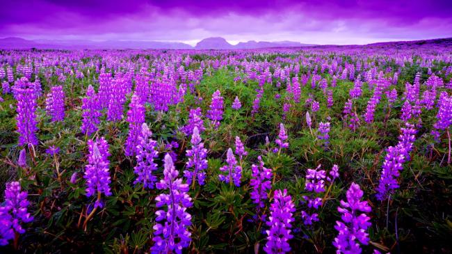 Красивое фиолетовое изображение лаванды 