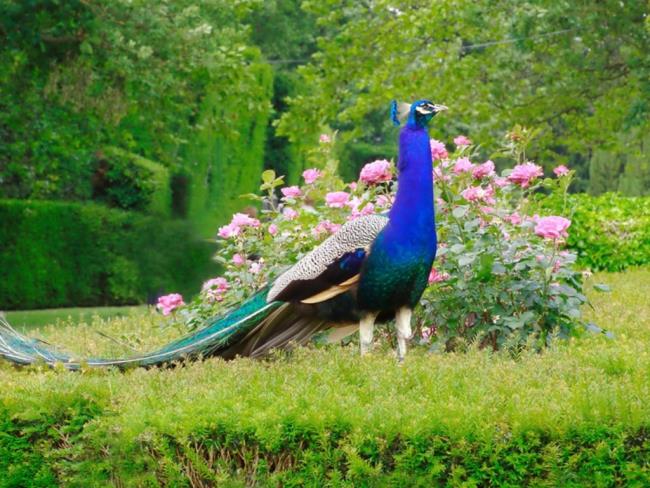 صور الطاووس - أجمل الطيور في العالم