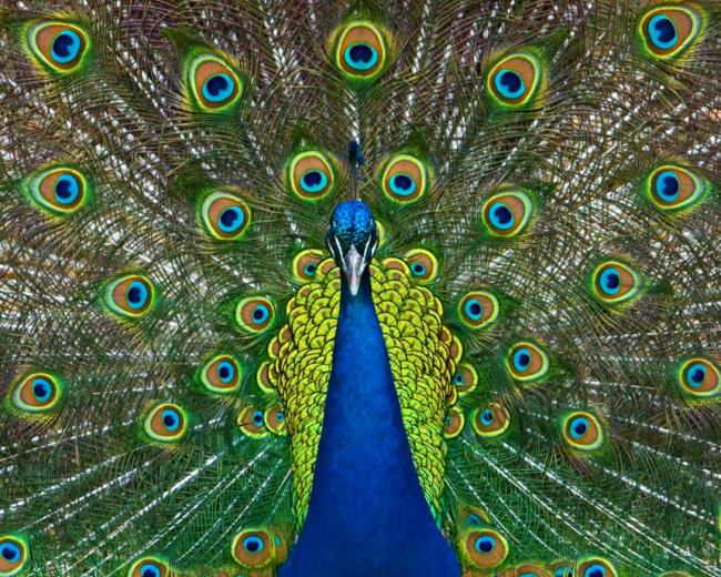 मोर के चित्र - दुनिया के शीर्ष सबसे सुंदर पक्षी
