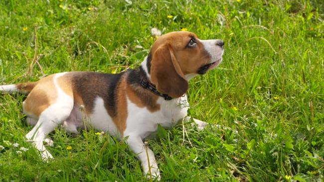 Collection of the most beautiful Beagle images