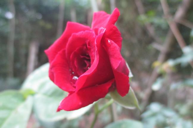 Beberapa foto mawar mawar yang indah