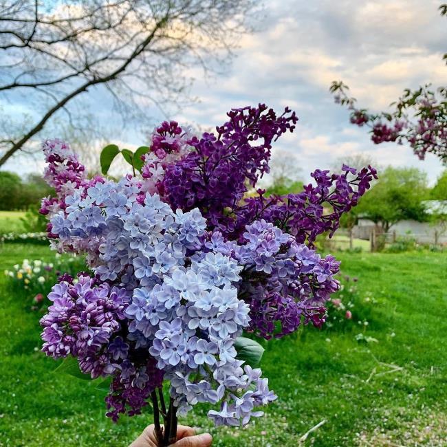 Combining images of the most beautiful lilac flowers