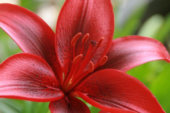Kombinieren Sie Bilder der schönsten roten Lilien