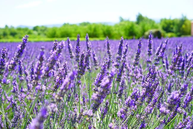 Gambar ungu lavender yang indah 