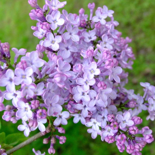 結合最美麗的淡紫色花朵的圖像