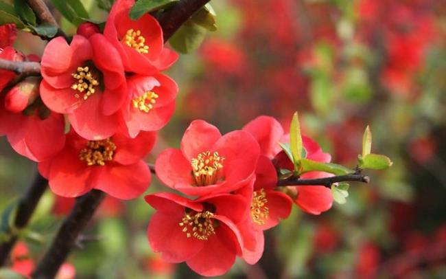 Zusammenfassung der schönsten roten Aprikosenblüten