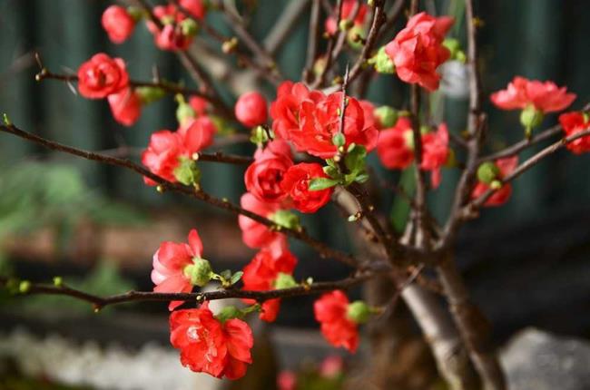 Summary of the most beautiful red apricot flowers