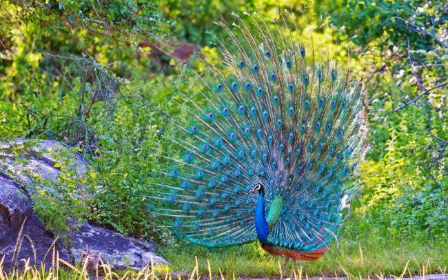 Peacock pictures - Top mooiste vogels ter wereld