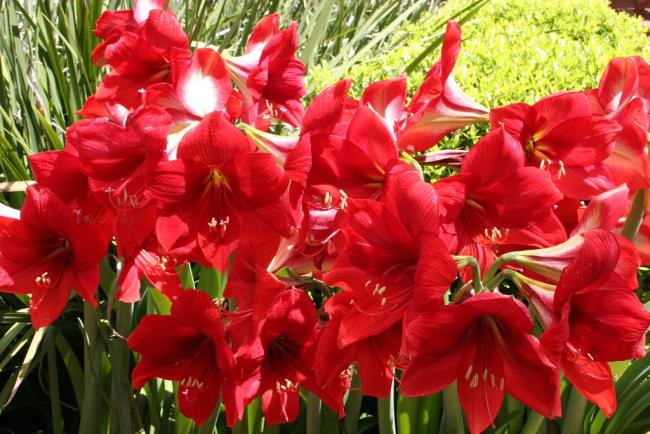 Łącząc zdjęcia najpiękniejszych czerwonych lilii