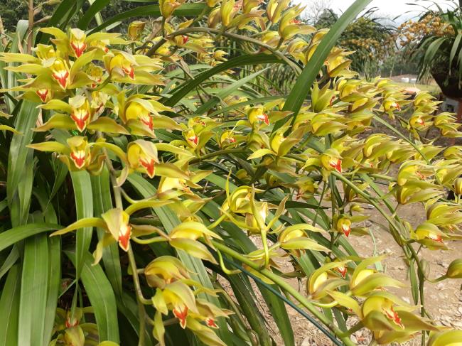 Combiner des images des plus belles orchidées Cymbidium