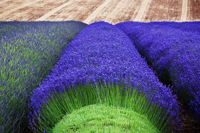 Beautiful purple lavender image 