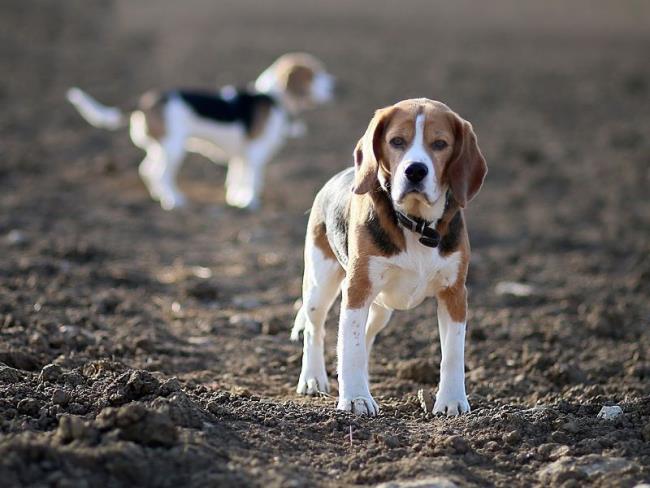 En güzel Beagle resimleri koleksiyonu