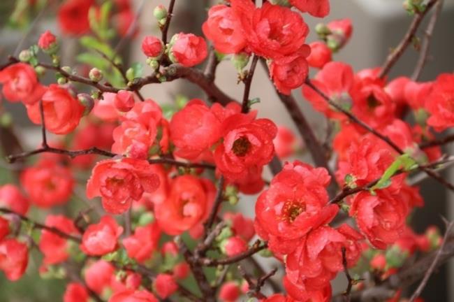 가장 아름다운 붉은 살구 꽃 요약