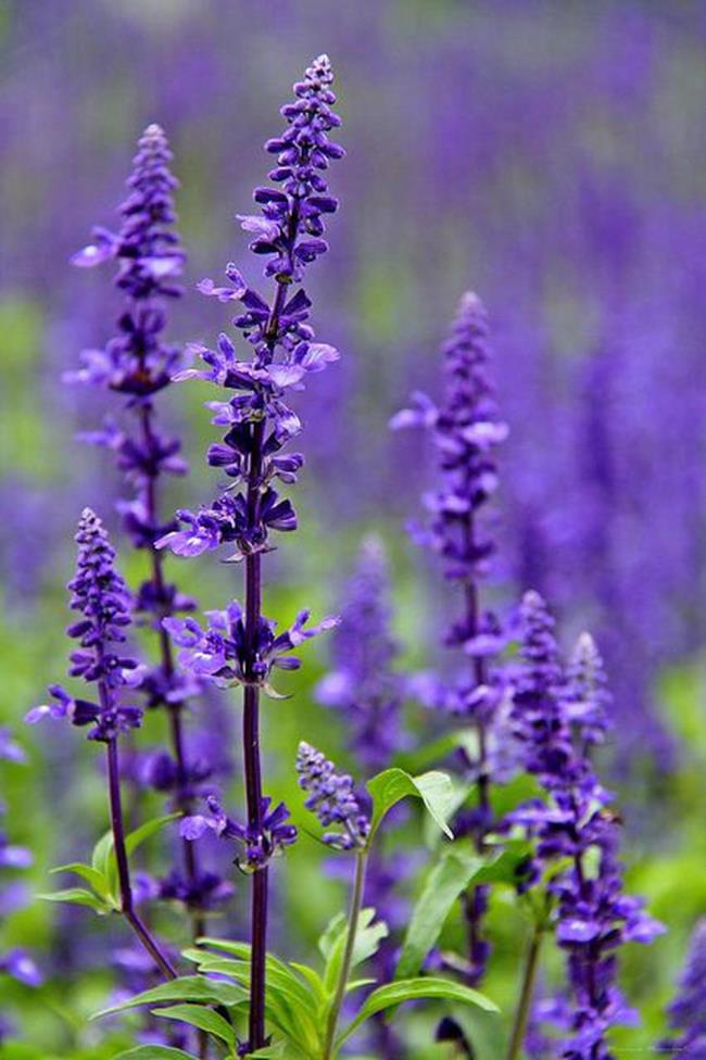 Gambar lavender ungu yang indah 