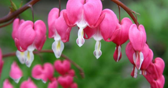 Photos de belles fleurs roses tigon