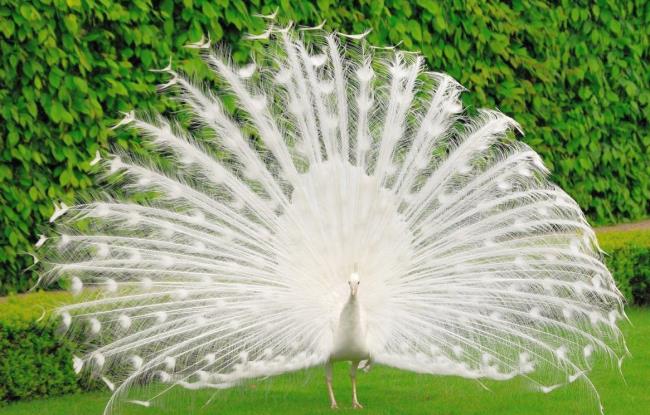 Gambar Peacock - Burung paling indah di dunia