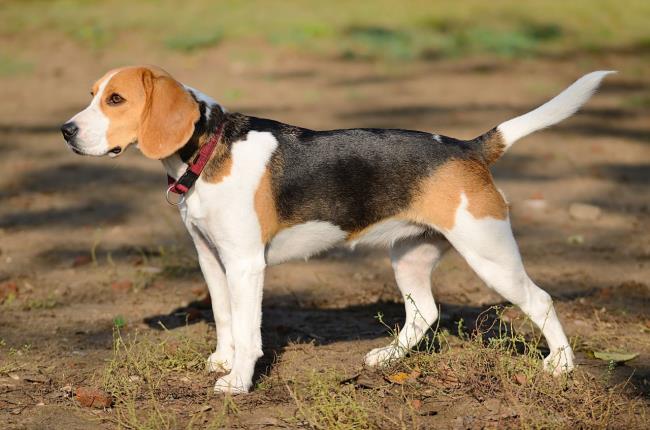 مجموعه ای از زیباترین تصاویر Beagle